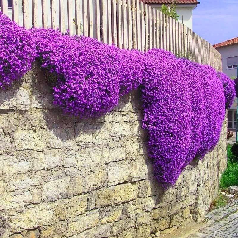 10000pcs Creeping Thyme Seeds for Planting Perennial Ground Cover Plants Heirloom Flowers Non-GMO Thymus Serpyllum Seed - Image 4