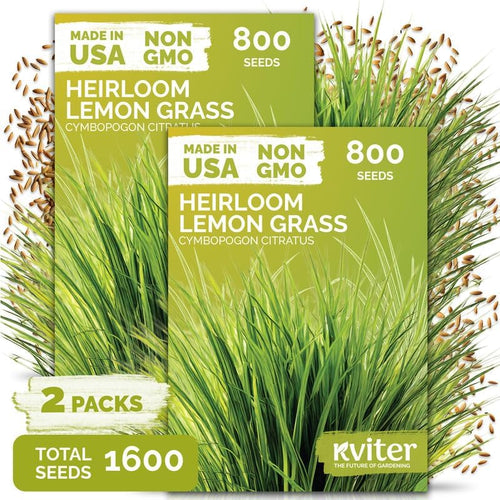 1,600 Lemongrass Heirloom Herb Seeds for Planting, Cymbopogon Citratus by KVITER