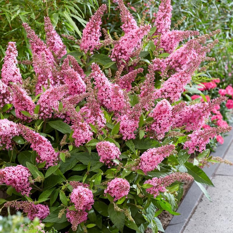 Pink Butterfly Bush Live Plant, 5-10 Inch Tall by PlantsSeedsBulbs