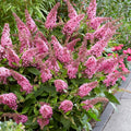 Pink Butterfly Bush Live Plant, 5-10 Inch Tall by PlantsSeedsBulbs