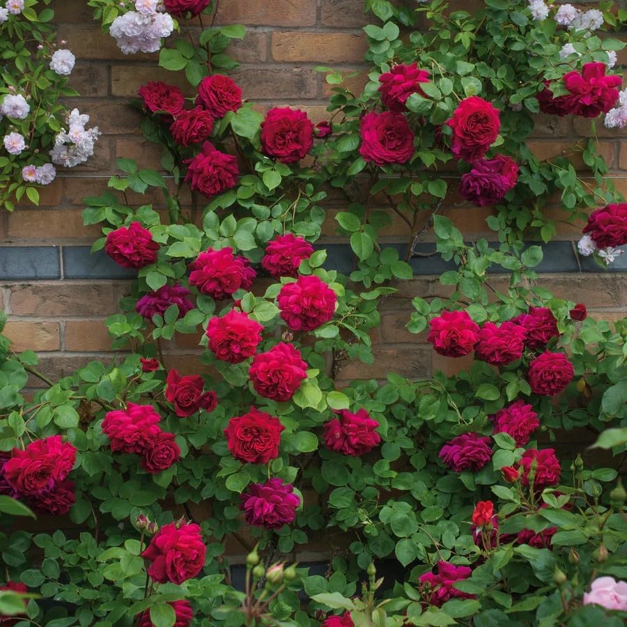 200+ Red Climbing Rose Seeds for Planting - Fragrant Perennial Flowering Plant Seeds for Home Garden, Trellis, and Fence Decor - Non-GMO Heirloom Floral Seeds for Indoor and Outdoor Landscaping - Image 4