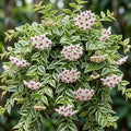Rare Hoya Variegated Live Plant 5–7 Inches Tall, Rooted Wax Vine Houseplant, Tropical Indoor Climbing Hoya, Fragrant White Flowers, No Pot by MocNursery