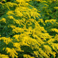 Anise-Scented Goldenrod 6 Live Plants (Solidago odora) – Native Perennial Wildflower for Pollinator Gardens, Fragrant Foliage, Late Season Blooms, Low Maintenance Full Sun Landscaping Plant by MyHomePark