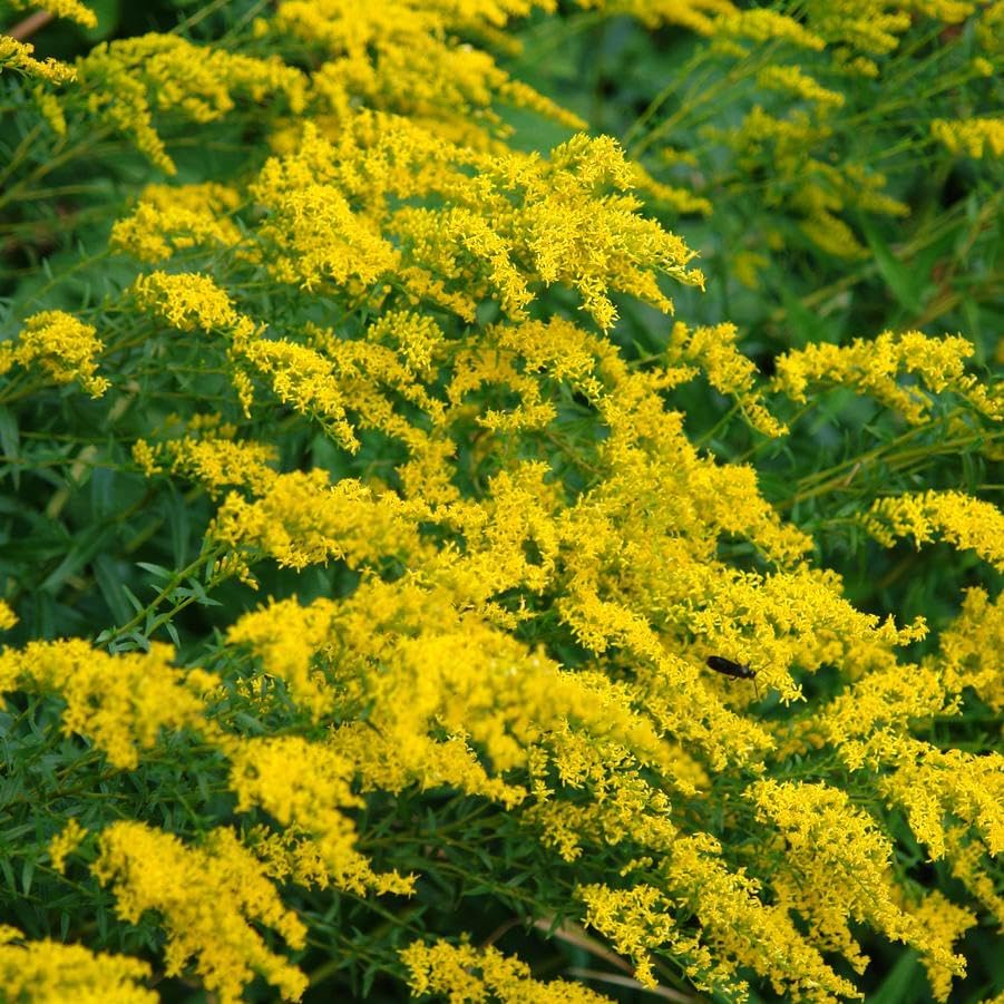 Anise-Scented Goldenrod 3 Live Plants (Solidago odora) – Native Perennial Wildflower for Pollinator Gardens, Fragrant Foliage, Late Season Blooms, Low Maintenance Full Sun Landscaping Plant by MyHomePark