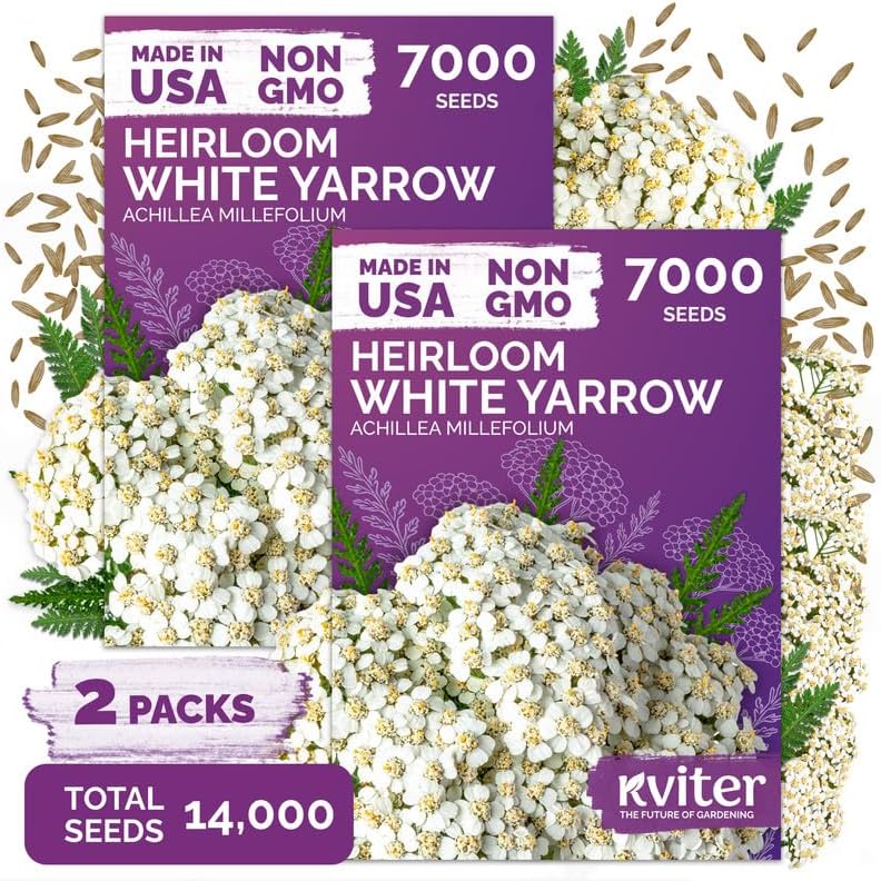 14,000 White Yarrow Heirloom Perennial Flower Seeds, Achillea Millefolium by KVITER