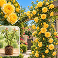 Yellow Climbing Roses Live Plants, Fragrant Starter 5-9" Tall by Unknown