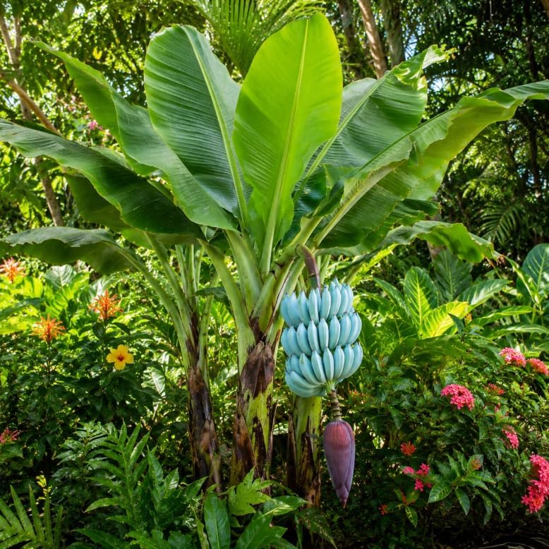 Blue Java Banana Plant Live 8 to 10 Inch Tall, Ice Cream Banana Plant Starter, Tropical Fruit Tree for Outdoor Garden, No in CA - Image 2