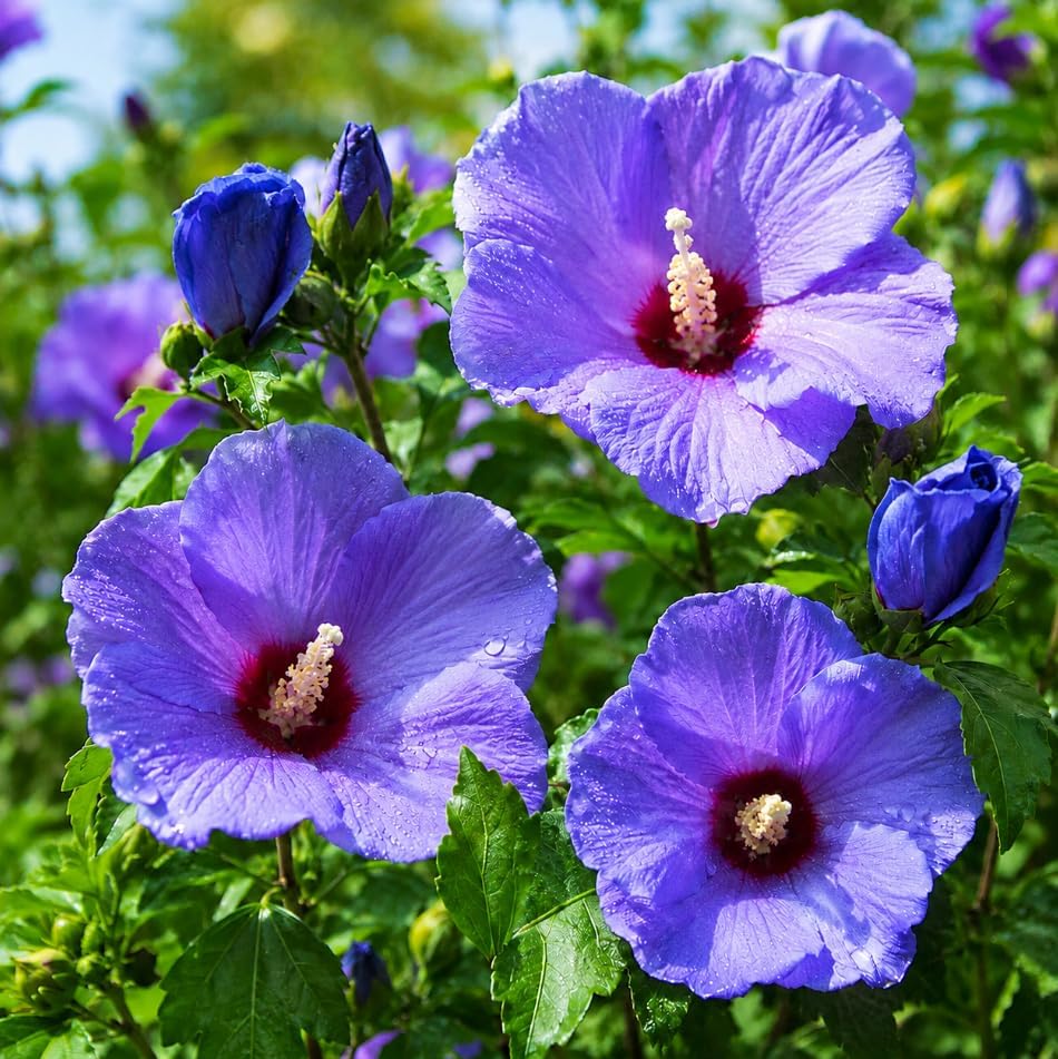 Blue Hibiscus Plant Live, Rose Hibiscus Flower Plant, Blue Purple Flowering Tropical Shrub, 4-8 Inch Tall, No Pot, No Ship TX - Image 3