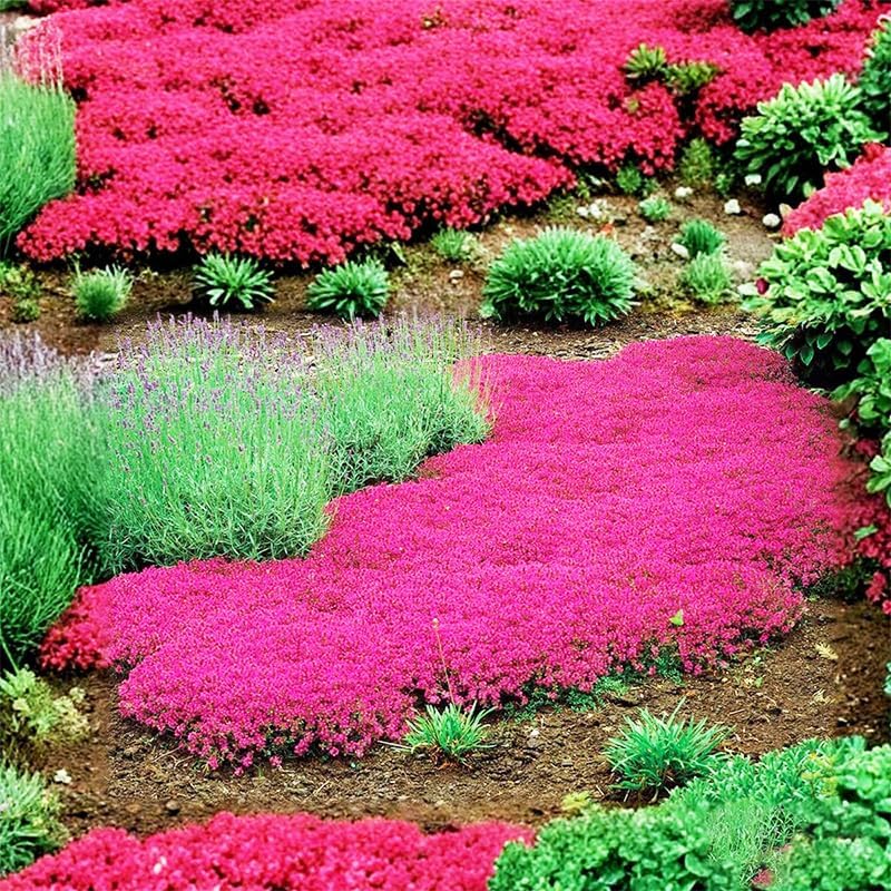 5200+ Mix Creeping Thyme Seeds for Planting - Drought-Tolerant, Perennial Ground Cover, Attracts Pollinators, Low-Maintenance - Image 5