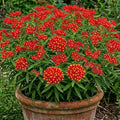 2 Red Milkweed Plants Live for Spring Planting, Butterfly Mikweed 4-8" in Tall, Asclepias Tuberosa Plants Bush for Perennial Flowers Outdoor Growing by Unknown