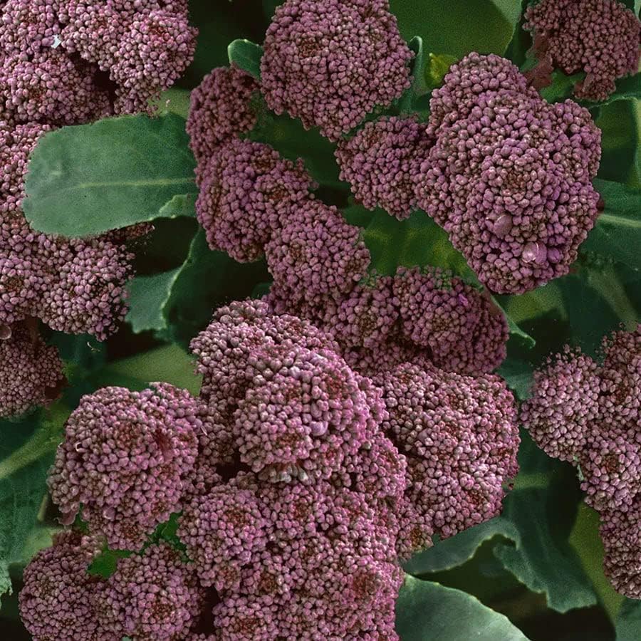 Park Seed Variety of Broccoli Plant Seeds, Easy to Grow, Perfect for Garden, Purple Sprouting Broccoli Seeds, Pack of 100 Seeds - Image 2