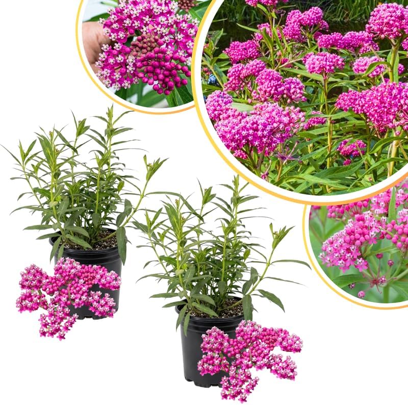 2 Pink Lemonade Blueberry Plants Live, Berry Tree Seedling, 5-7 Inch Tall - Image 3