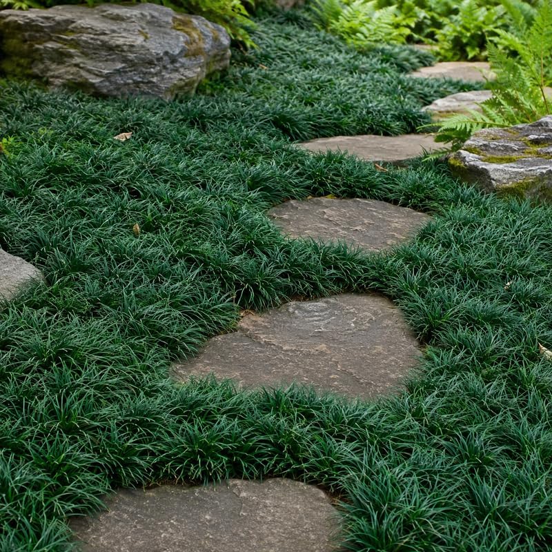 4 Dwarf Mondo Grass Plants Live, 4-8" Tall, Non GMO Ornamental Grass Live Plant, Drought Tolerent, High-Density Ground Cover for Shaded Backyard & Patio Pathway - Image 2