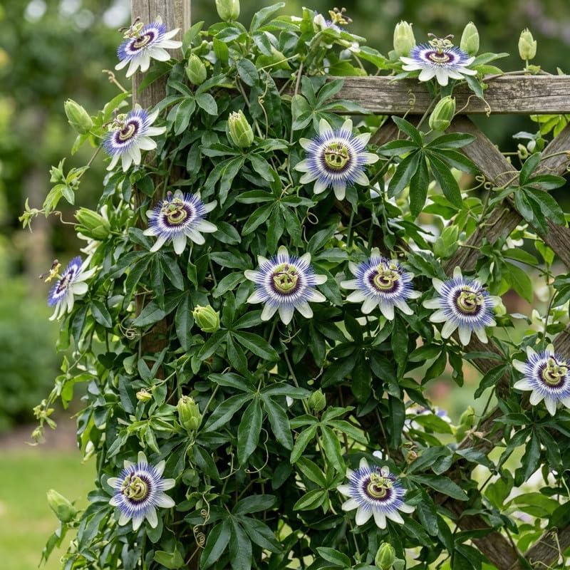 2 Blue Passiflora Plants, Colorful Passion Flower Vines, 4-7'' Tall - Image 2