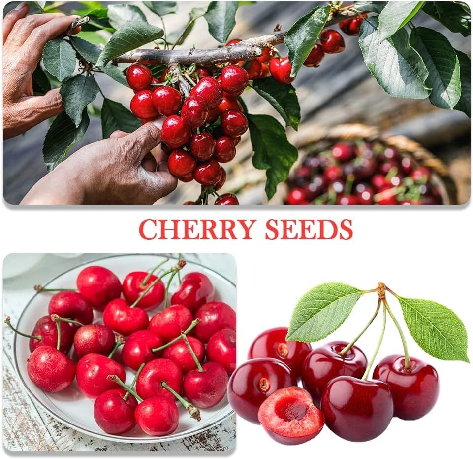 200+ Mix Dwarf Bonsai Fruit Tree Seeds for Planting, 4 Variety Individual Packs, 50+ Lemon Tree Seeds 50+ Cherry Tree Seeds 50+ Orange Tree Seeds 50+ Apple Seeds Organic Heirloom Fruit Seeds - Image 2