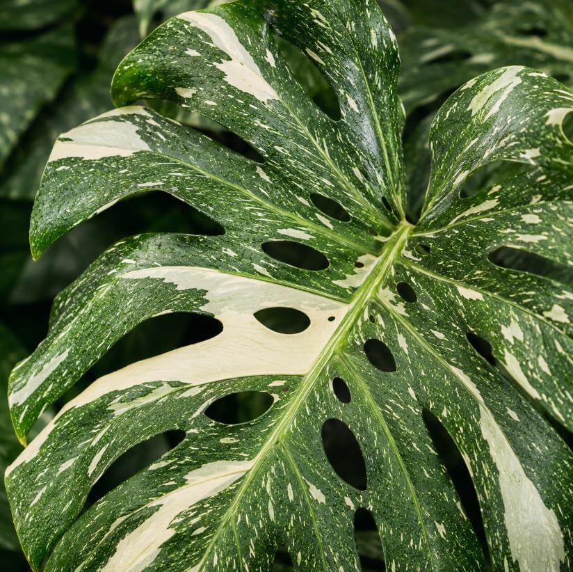 Variegated Monstera Live Plant, 4-7 Inches Tall, Philodendron Tropical Climbing Starter Houseplant for Indoor Pots, Shelves and Home Decor - Image 7