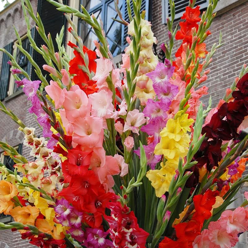 Grower Special Mix Gladiolus Flower Bulbs - 100 Bulbs Assorted Colors - Make Great Cut Flowers - Perennializing - Fragrant - Vibrant Color Mix - Live Plant Outdoor Garden - Image 3