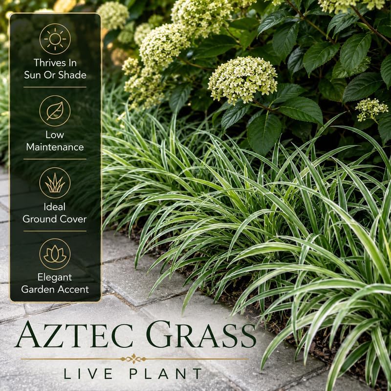 4 Aztec Grass Plants Live (Muscari Liriope Plant), 4-8" Tall, Non GMO Ornamental Grass Live Plant, Drought Tolerent, High-Density Ground Cover for Shaded Backyard & Patio Pathway - Image 3
