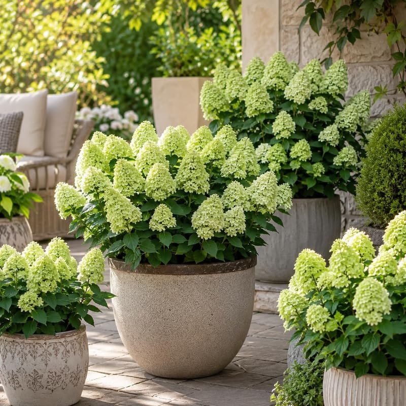 2 Little Lime Hydrangea Plants Live, 6-10" Tall - Quart Pot, Hardy Hydrangea Tree Live Plant, Low Maintenance Compact Flowering Shrub for Patio Containers & Landscape - Image 5