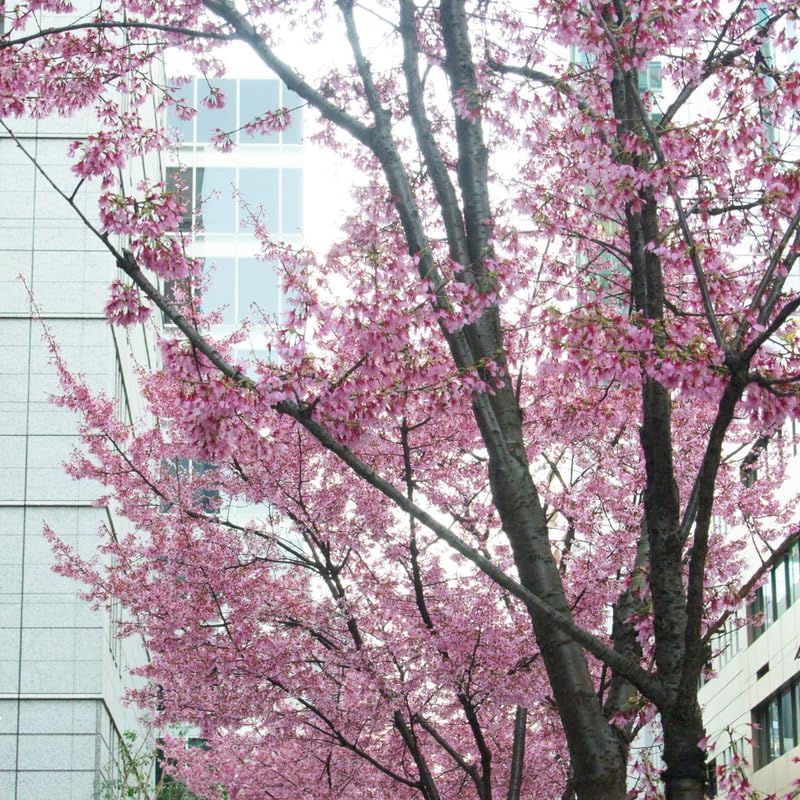 2 Okame Cherry Blossom Tree - Image 5