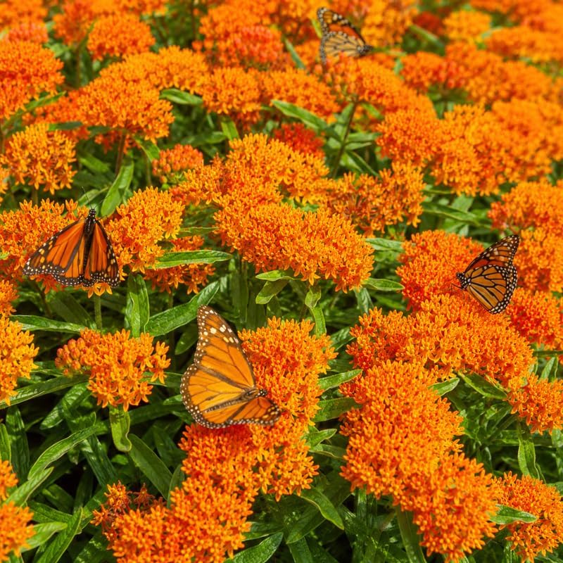 Orange Tuberose Milkweed Plant Live, Well-Rooted 4-6" Potted Plant, Cold-Hardy Butterfly Host Plant for Sunny Patios and Landscapes - Image 2