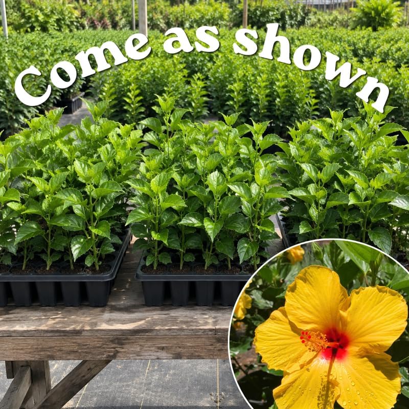3 Hardy Hibiscus Live Plants, Flowering Shrub, Yellow Blooms, 4-7" - Image 5