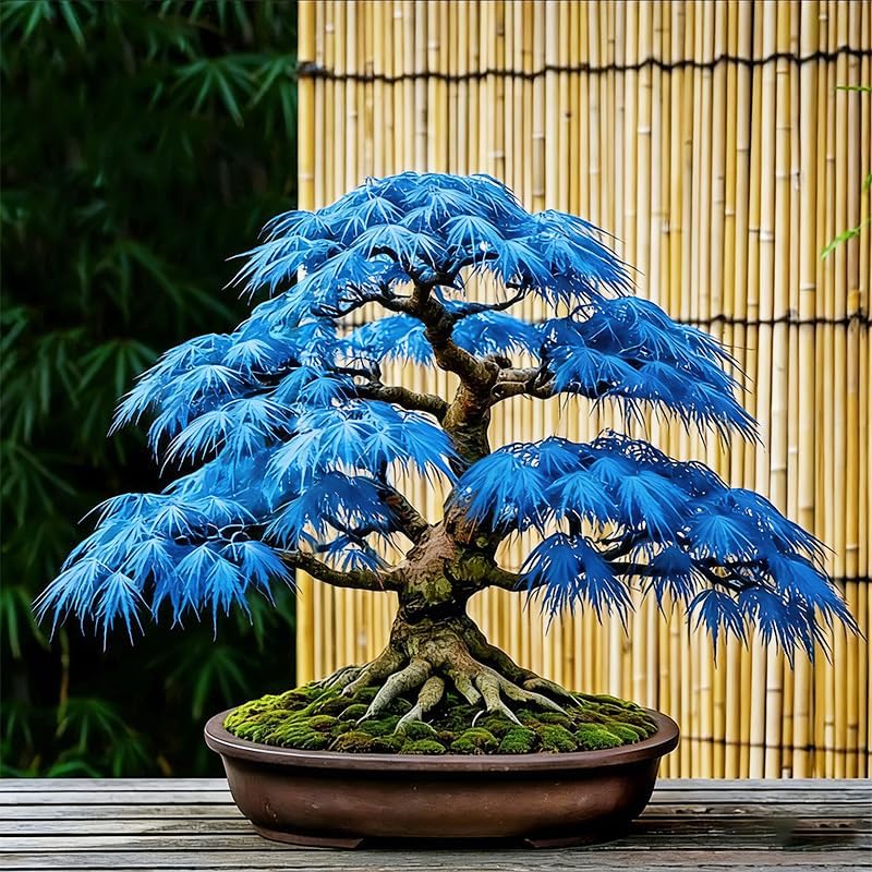 15Pcs Bonsai Maple Tree Seeds for Planting-Non-GMO Heirloom Plant Seeds Garden Outdoor - Image 3