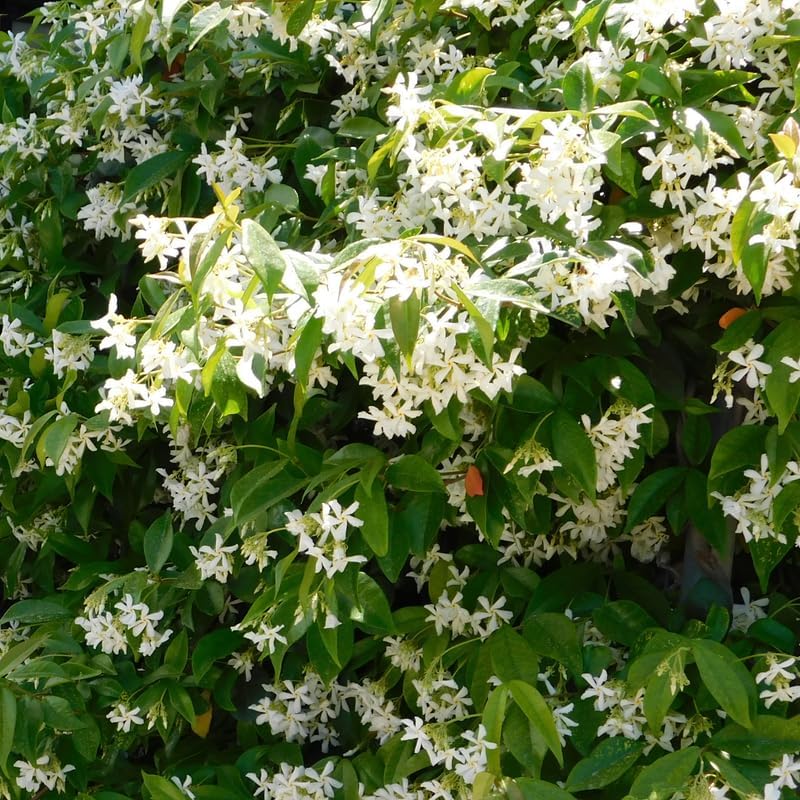Star Jasmine Flower Live Plant, Jasmine Flower Shrub, 4-6 Inch Tall - Image 6