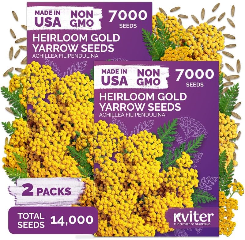 14,000 Gold Yarrow Heirloom Flower Seeds, Achillea Filipendulina by KVITER