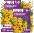 14,000 Gold Yarrow Heirloom Flower Seeds, Achillea Filipendulina by KVITER