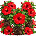 3 Hardy Hibiscus Live Plants, Flowering Shrub, Red Blooms, 4-7" by Unknown