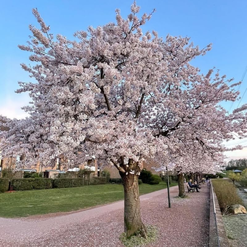 White Cherry Blossom Tree Live Plant, 6-12 Inch Tall, 2.5 Inch Pot by Unknown