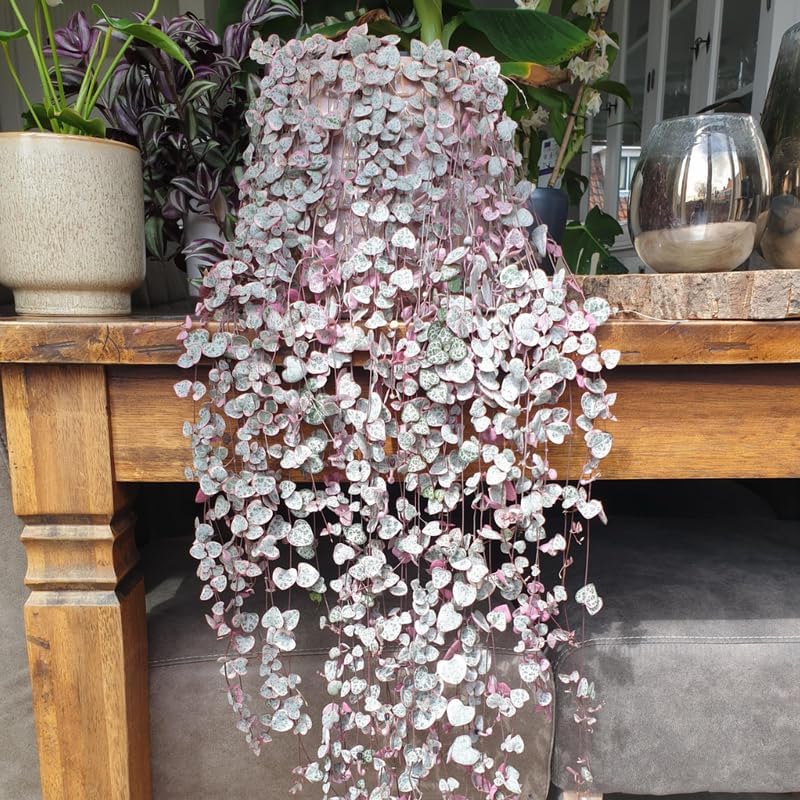 Ceropegia Woodii Variegated String of Hearts Vine Houseplant, 2.5" Pot - Image 5