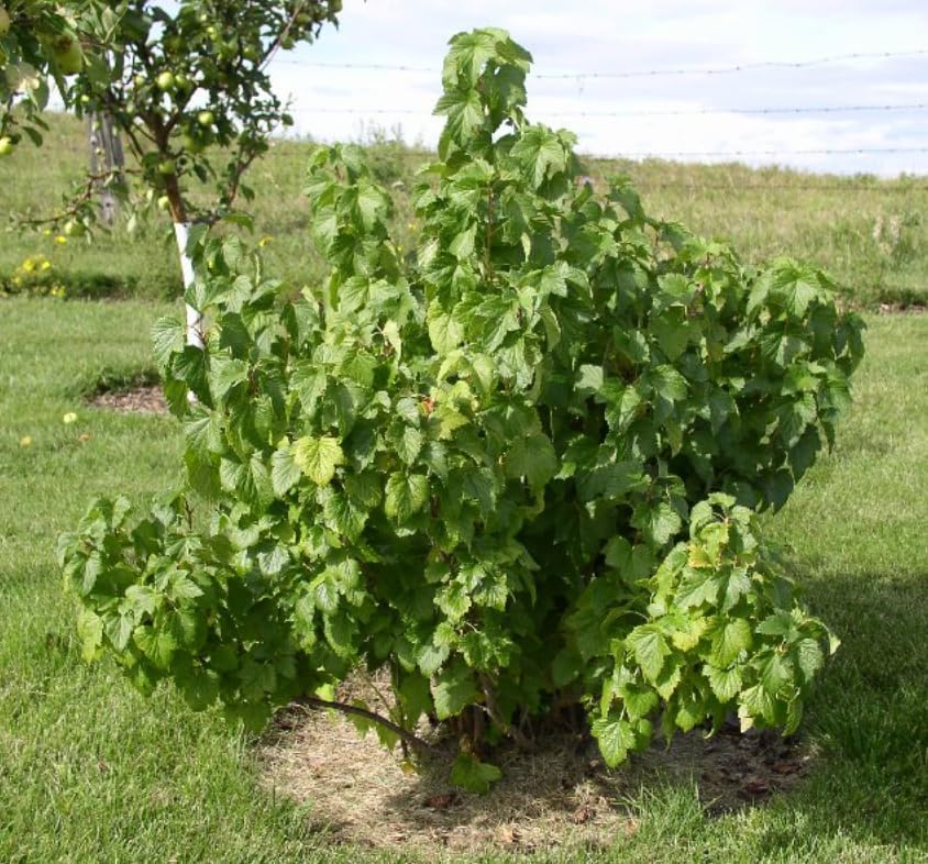 Jostaberry Shrub - 6-12" Tall Live Plant - Image 6