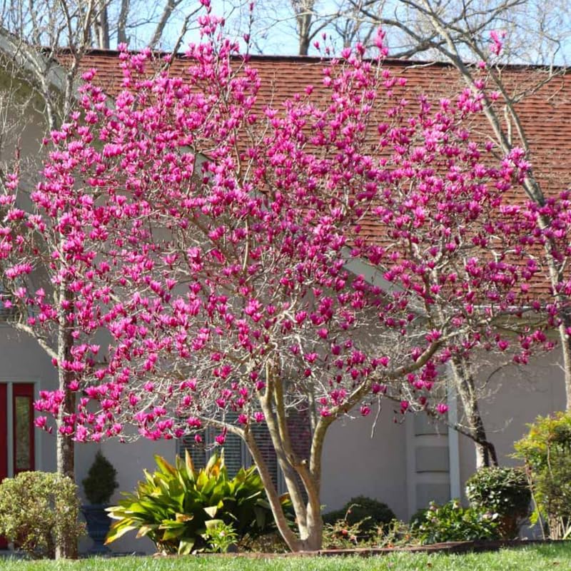 Jane Magnolia Tree Live Plant, 6-12" Tall, 2.5" Pot, Fragrant Pink Flowers - Image 3