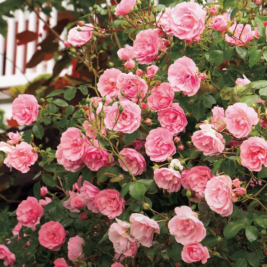 Miniature Roses Live Plants Mini Roses Bush Fragrant Flowers Shrub 4 Inch Pot (Pink Rose Flowers) - Image 4