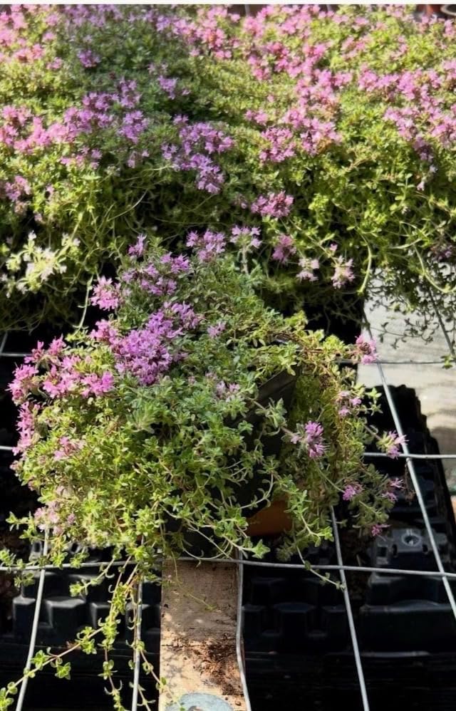 Live Perennial Red/Pink Creeping Thyme Seedlings: Ready-to-Plant, Starters, Plugs, Garden Ready, Live Plants, Transplants, 6 Plants - Image 7