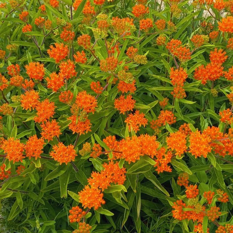 3 Orange Milkweed Live Plants, Asclepias Tuberosa Perennial - Image 3