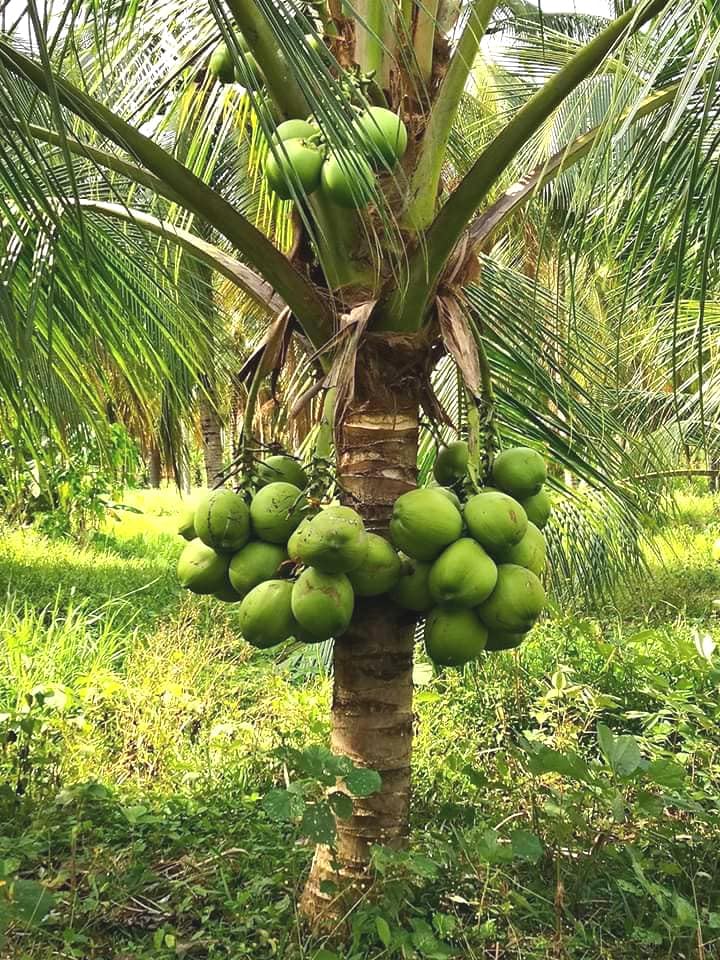 Live Green Dwarf Malayan Coconut Plant Seedling 1 to 3 Feet Tall, Cocos nucifera Plants for Planting, Sprouted Coconut Palm, Ready to Grow Produces Edible Fruits - Image 2