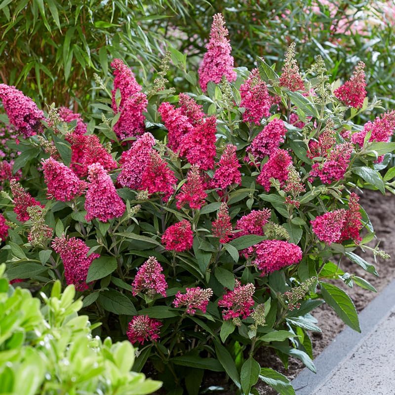 2 Raspberry Butterfly Bushes Plants, Perennial Flower Shrub, 4-7'' Tall - Image 5