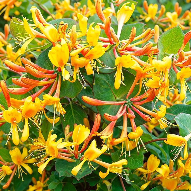210+ Mix Honeysuckle Seeds for Planting - Fragrant Climbing Vine, Perennial Flowering Plant for Trellis, Fence and Garden Landscape, Attracts Pollinators - Image 4