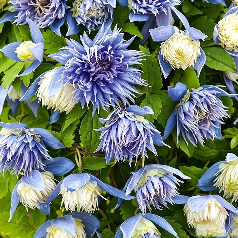 190+ Perennial Mix Clematis Seeds for Planting - Non-GMO Heirloom Seeds,Climbing Vines,Attracts Pollinators, Cold Hardy - Image 6