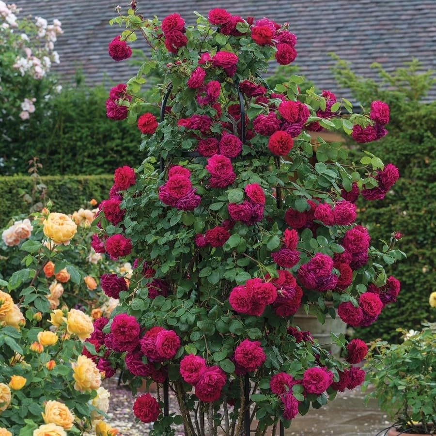 200+ Red Climbing Rose Seeds for Planting - Fragrant Perennial Flowering Plant Seeds for Home Garden, Trellis, and Fence Decor - Non-GMO Heirloom Floral Seeds for Indoor and Outdoor Landscaping by BuggyBeds