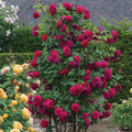 200+ Red Climbing Rose Seeds for Planting - Fragrant Perennial Flowering Plant Seeds for Home Garden, Trellis, and Fence Decor - Non-GMO Heirloom Floral Seeds for Indoor and Outdoor Landscaping by BuggyBeds