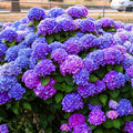 Deep Purple Blue Hydrangea Plant Live, Hardy Shrub, 6-12 Inch Tall by AKTRD