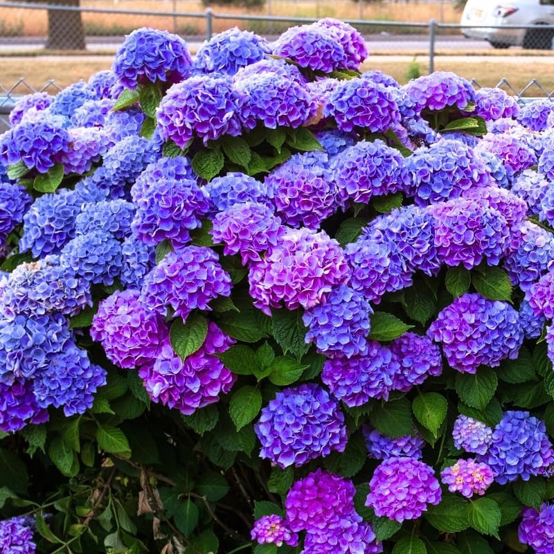 Deep Purple Blue Hydrangea Plant Live, Hardy Shrub, 6-12 Inch Tall by AKTRD