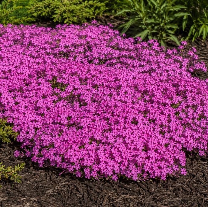 Pack of 3 Creeping Phlox Live Plants, Pink Phlox Ground Cover Plant for Banks, Rock Gardens, Walkways,4" Pot - Image 6