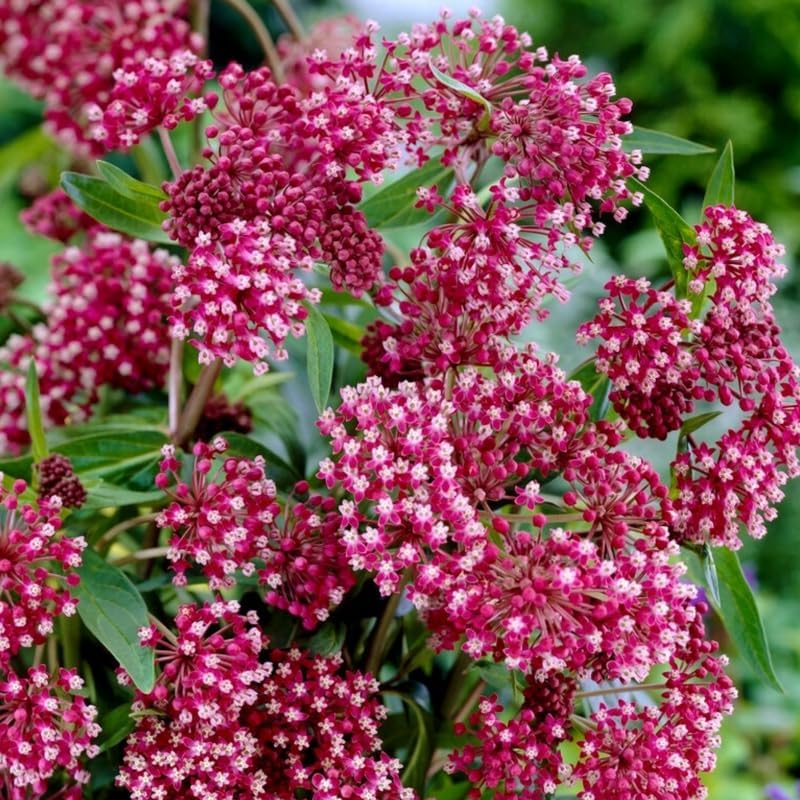 2 Pink Milkweed Live Plants, 5-9 Inch Tall - Image 3