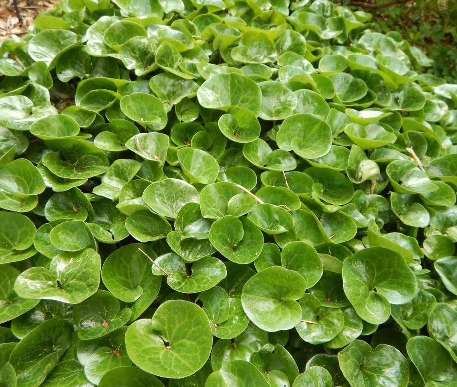 20 Wild Ginger Roots - Canadian Ginger Live Plants - Image 6