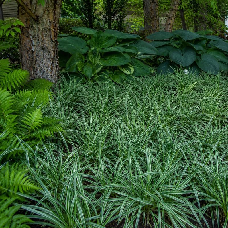 2 Aztec Grass Plants Live - Muscari Liriope Plant, 4-8" Tall (No Pot), Easy Care Ornamental Grass Plant, Low Maintenance Decorative Grasses, for Garden Borders & Landscape Accents - Image 5